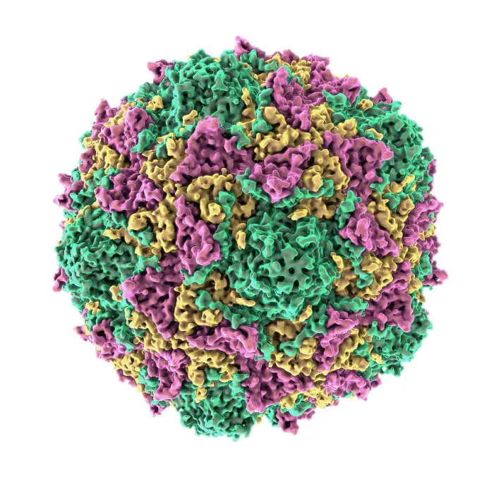 Framed Print : Poliovirus Framed Print : Poliovirus