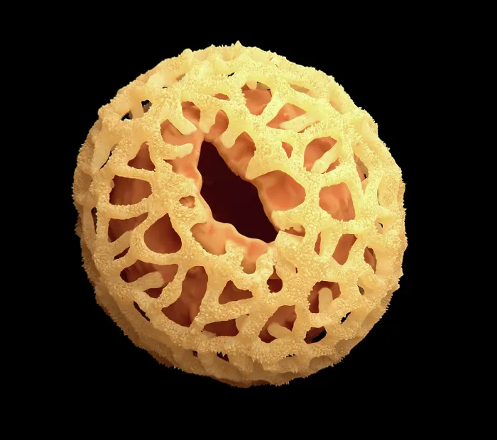 Framed Print : Pollen grain, artwork Framed Print : Pollen grain, artwork