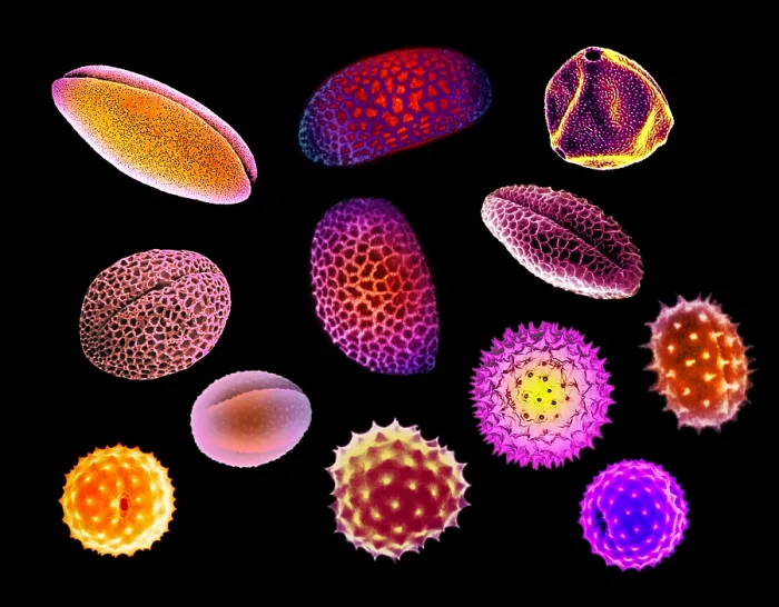Framed Print : Pollen Grains Framed Print : Pollen Grains