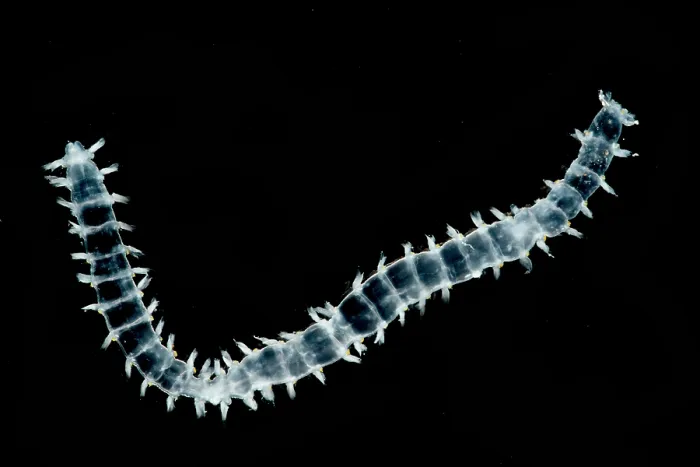 Framed Print : Polychaete Worm Framed Print : Polychaete Worm