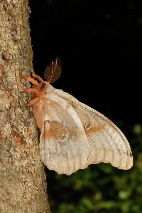 Framed Print : Polyphemus moth (Antheraea polyphemus) Framed Print : Polyphemus moth (Antheraea polyphemus)
