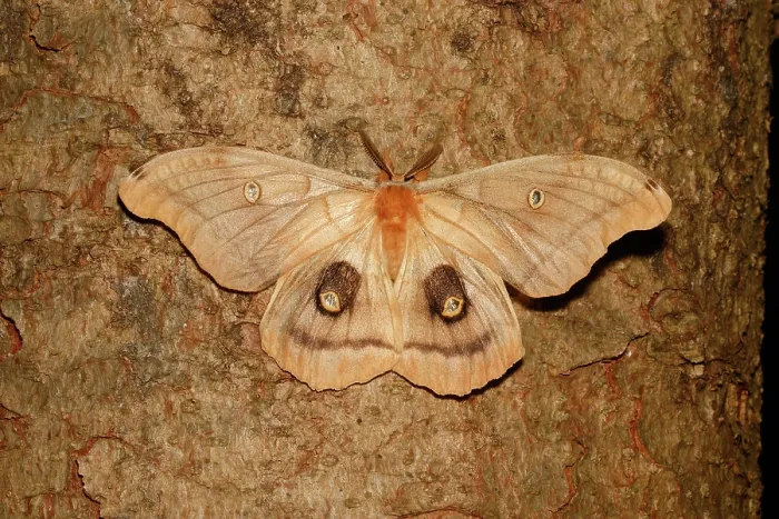 Framed Print : Polyphemus moth (Antheraea polyphemus) Framed Print : Polyphemus moth (Antheraea polyphemus)