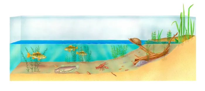 Framed Print : Pond Ecosystem Framed Print : Pond Ecosystem