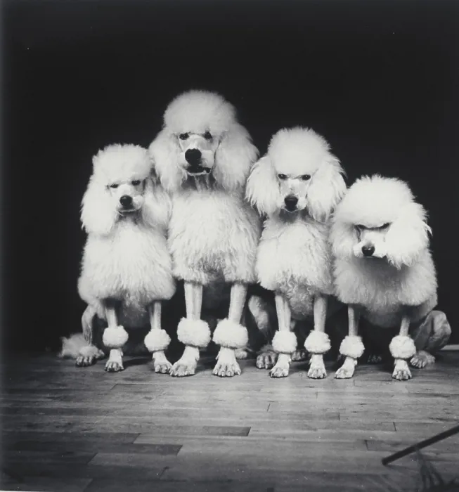Framed Print : Poodle quartet