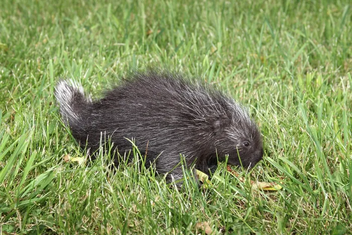 Framed Print : Porcupine in the grass Framed Print : Porcupine in the grass