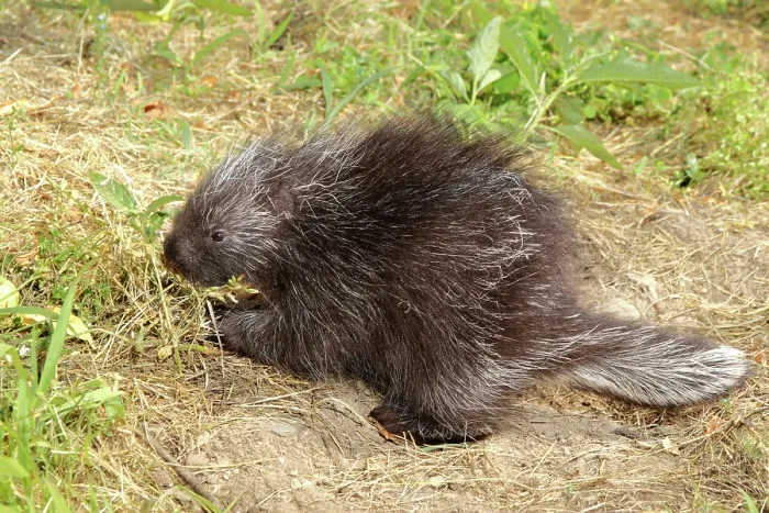 Framed Print : Porcupine in the grass