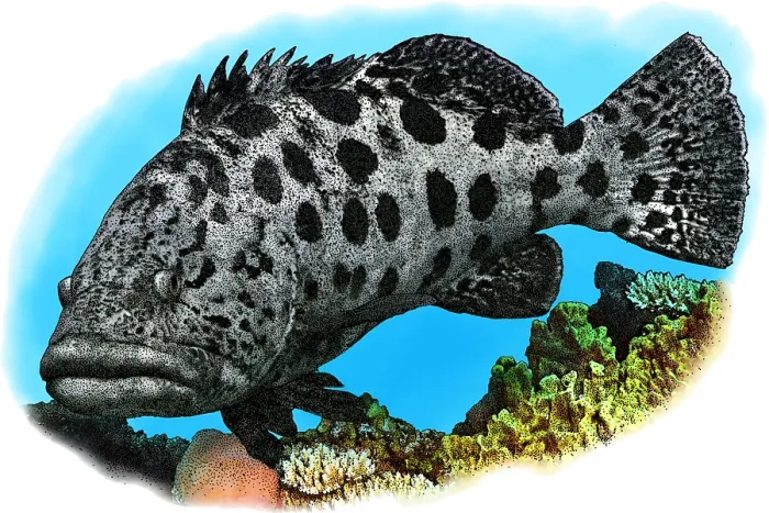 Framed Print : Potato Cod Framed Print : Potato Cod
