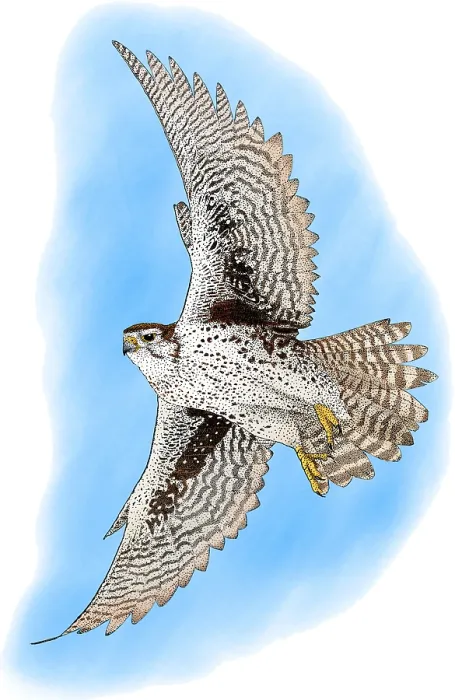 Framed Print : Prairie Falcon