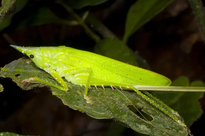 Framed Print : Predatory Katydid Framed Print : Predatory Katydid