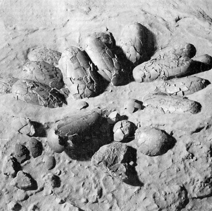 Framed Print : Protoceratops Eggs, Cretaceous Dinosaur