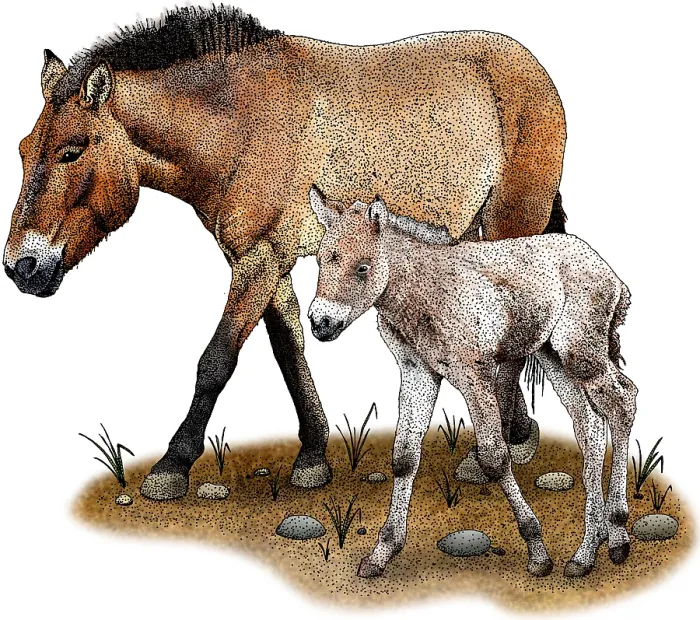Framed Print : Przewalski's Horse and Foal Framed Print : Przewalski's Horse and Foal
