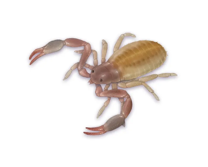 Framed Print : Pseudoscorpion (False Scorpion) Framed Print : Pseudoscorpion (False Scorpion)