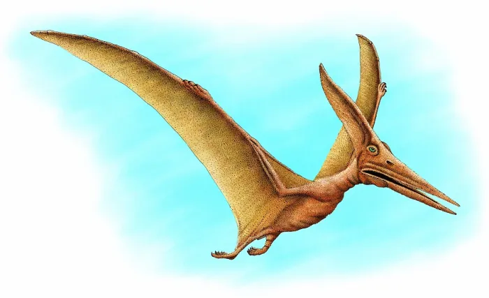 Framed Print : Pteranodon Framed Print : Pteranodon