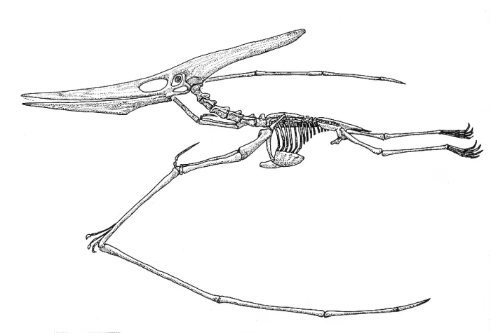 Framed Print : Pteranodon, Cretaceous Flying Reptile