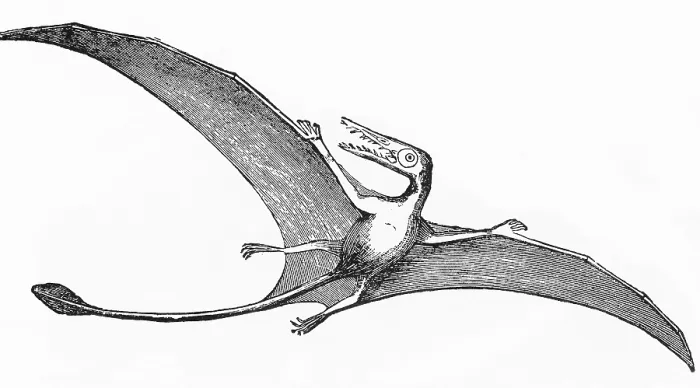 Framed Print : Pterodactyl, Extinct Flying Reptile