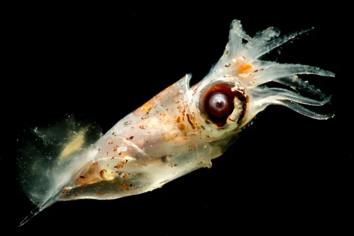 Framed Print : Pterygioteuthis squid Framed Print : Pterygioteuthis squid