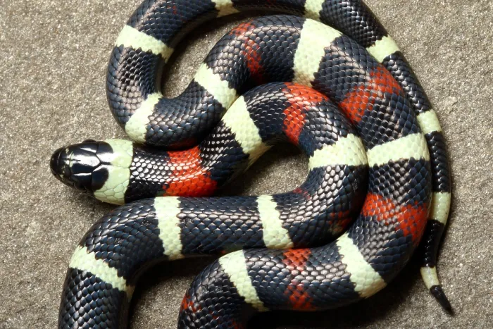Framed Print : Pueblan Milk Snake (L. triangulum campbelli)