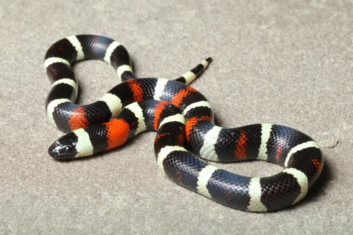Framed Print : Pueblan Milk Snake (L. triangulum campbelli) Framed Print : Pueblan Milk Snake (L. triangulum campbelli)