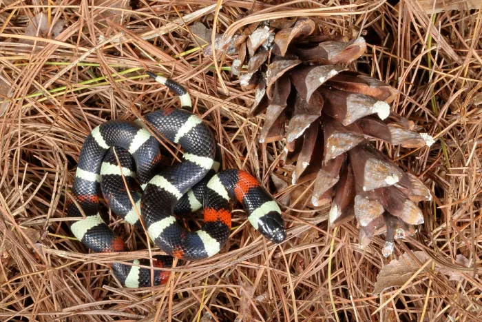 Framed Print : Pueblan Milk Snake (L. triangulum campbelli) Framed Print : Pueblan Milk Snake (L. triangulum campbelli)