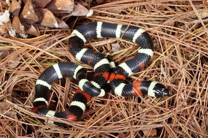 Framed Print : Pueblan Milk Snake (L. triangulum campbelli) Framed Print : Pueblan Milk Snake (L. triangulum campbelli)