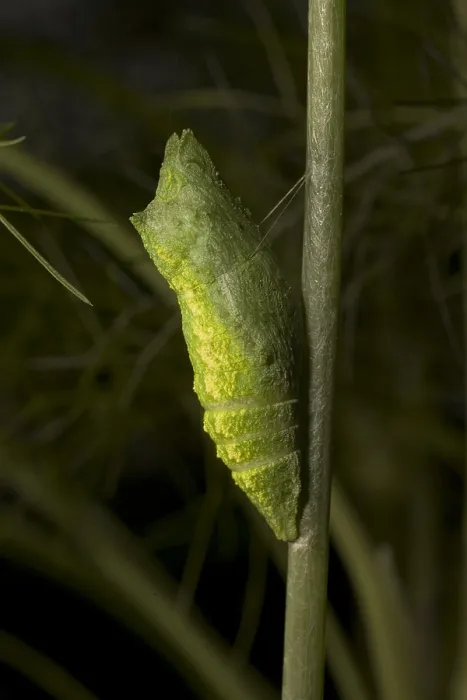 Framed Print : Pupa of Black Swallowtail Butterfly