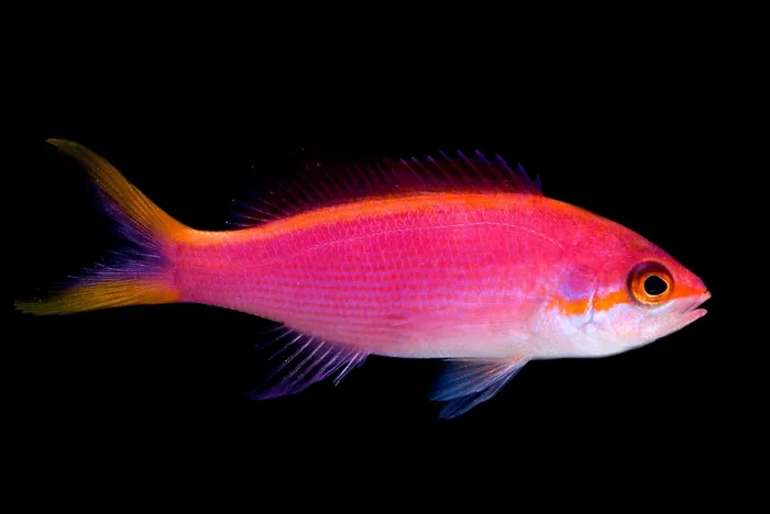 Framed Print : Purple Queen Anthias Framed Print : Purple Queen Anthias