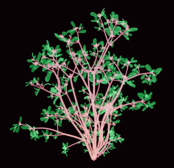 Framed Print : Purslane, X-ray Framed Print : Purslane, X-ray