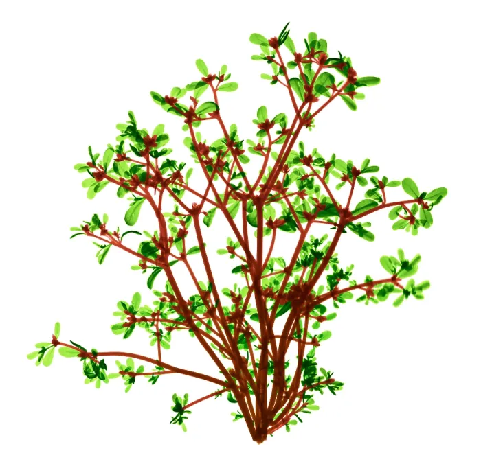 Framed Print : Purslane, X-ray Framed Print : Purslane, X-ray