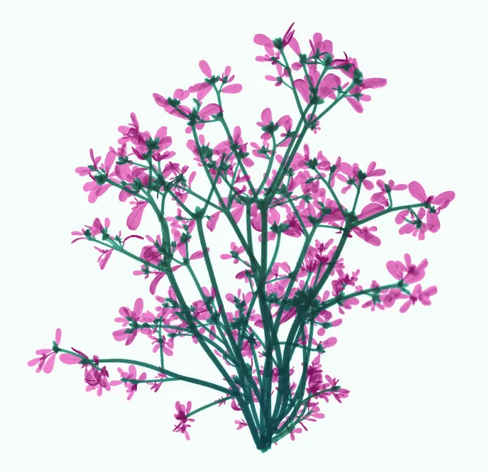 Framed Print : Purslane, X-ray Framed Print : Purslane, X-ray
