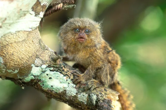 Framed Print : Pygmy Marmoset