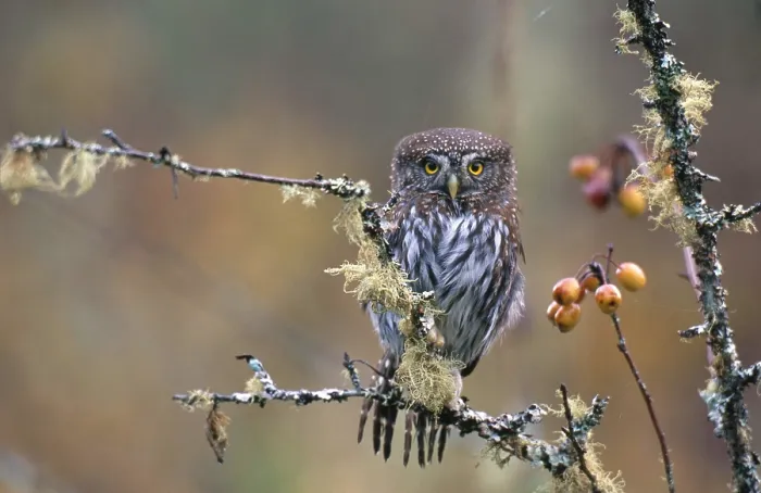 Framed Print : Pygmy Owl, (Glaucidium gnoma) Framed Print : Pygmy Owl, (Glaucidium gnoma)