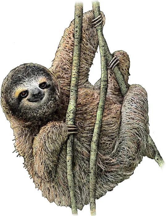 Framed Print : Pygmy Three Toed Sloth Framed Print : Pygmy Three Toed Sloth