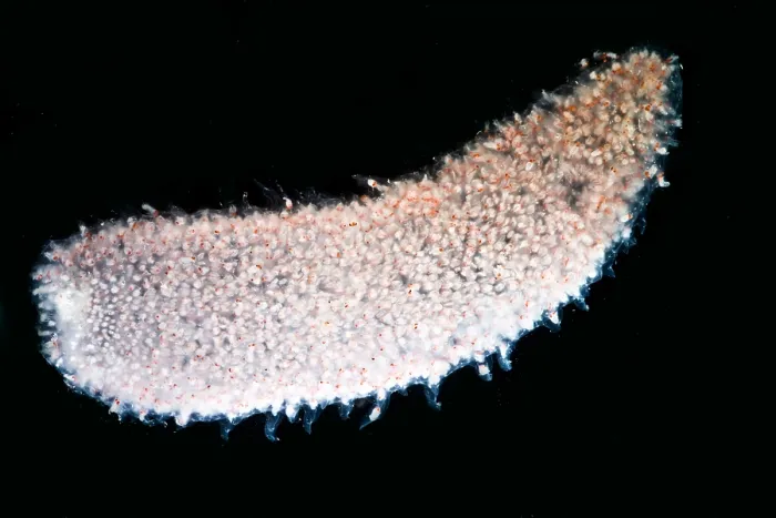 Framed Print : Pyrosome (Pyrosoma sp.) Framed Print : Pyrosome (Pyrosoma sp.)