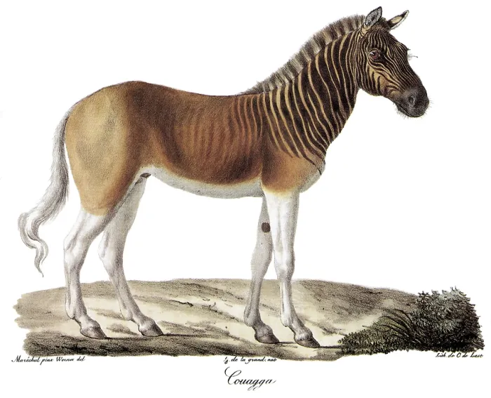 Framed Print : Quagga. Bookplate lithograph of C. de Last, Histoire Naturelle des Manniferes Framed Print : Quagga. Bookplate lithograph of C. de Last, Histoire Naturelle des Manniferes