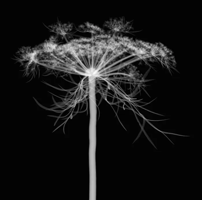 Framed Print : Queen Anne's Lace, X-ray Framed Print : Queen Anne's Lace, X-ray