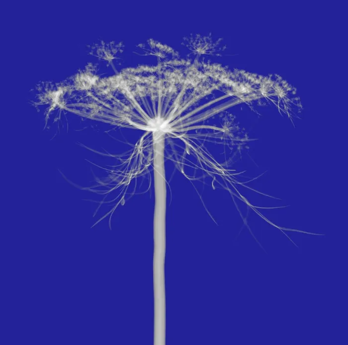 Framed Print : Queen Anne's Lace, X-ray