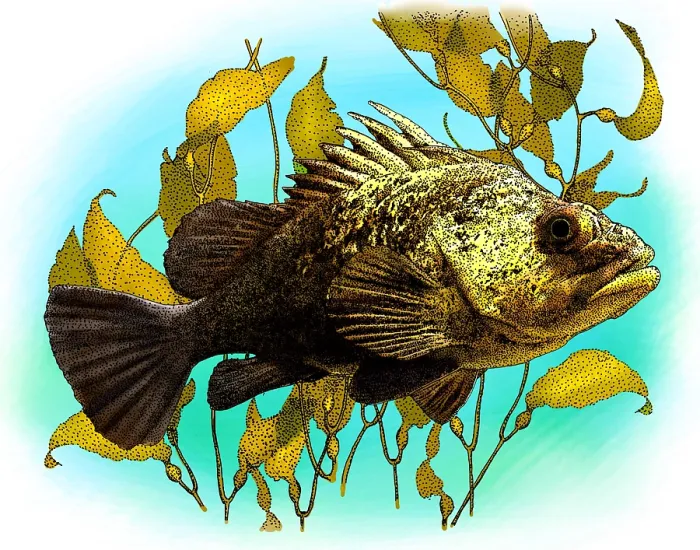 Framed Print : Quillback Rockfish Framed Print : Quillback Rockfish