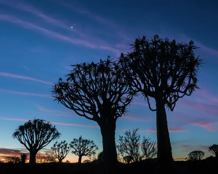 Framed Print : Quiver trees