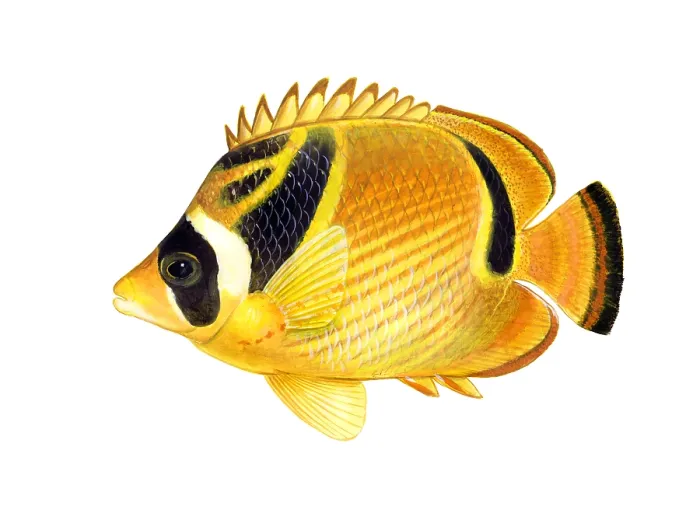 Framed Print : Raccoon Butterflyfish (Chaetodon lunula) Framed Print : Raccoon Butterflyfish (Chaetodon lunula)