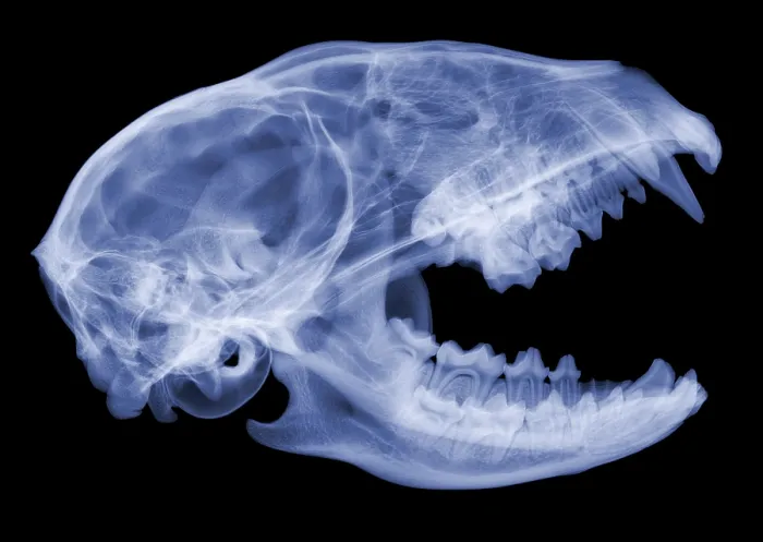Framed Print : Raccoon Skull, X-ray Framed Print : Raccoon Skull, X-ray