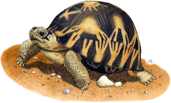 Framed Print : Radiated Tortoise Framed Print : Radiated Tortoise