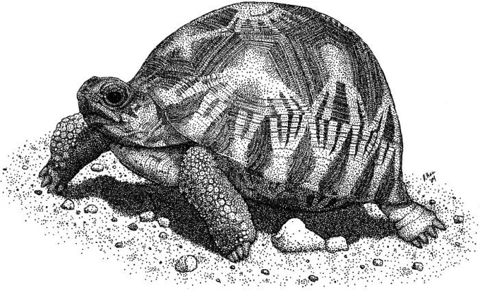 Framed Print : Radiated Tortoise Framed Print : Radiated Tortoise
