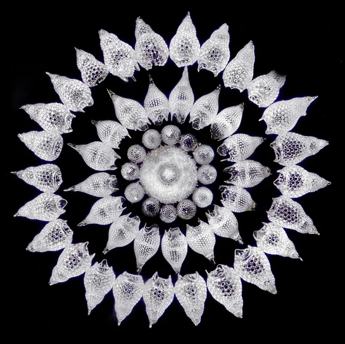 Framed Print : Radiolaria, light micrograph Framed Print : Radiolaria, light micrograph