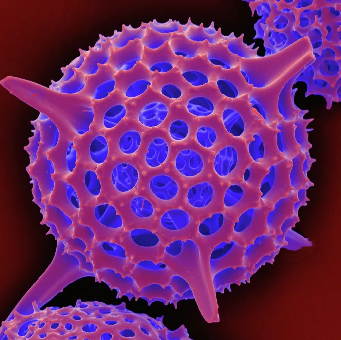 Framed Print : Radiolarian, scanning electron micrograph Framed Print : Radiolarian, scanning electron micrograph