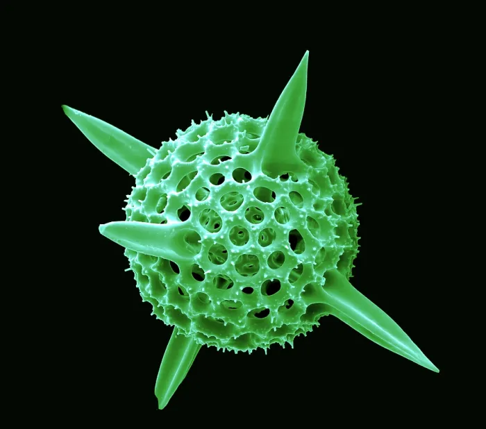 Framed Print : Radiolarian, scanning electron micrograph Framed Print : Radiolarian, scanning electron micrograph