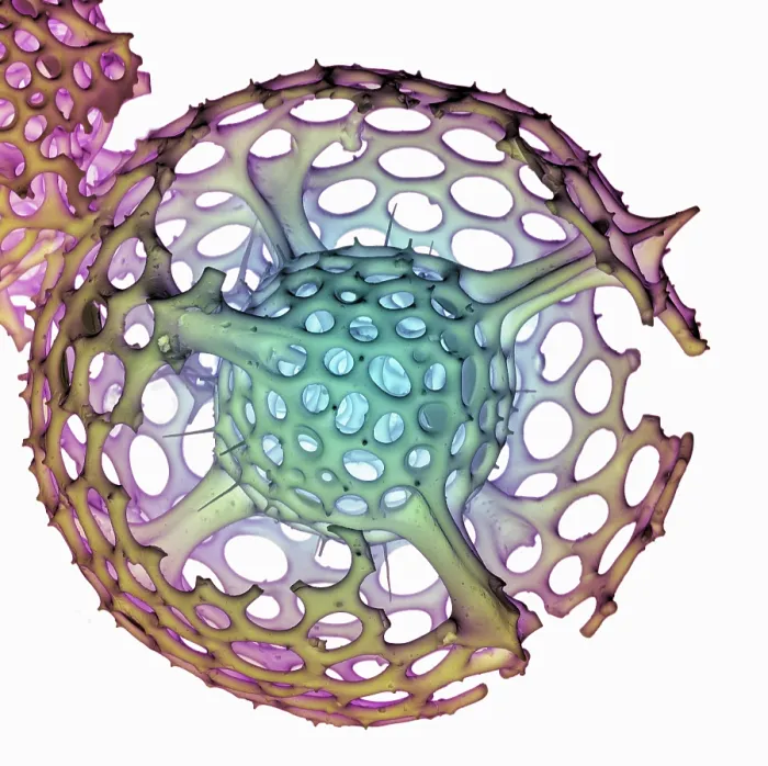 Framed Print : Radiolarian, scanning electron micrograph Framed Print : Radiolarian, scanning electron micrograph