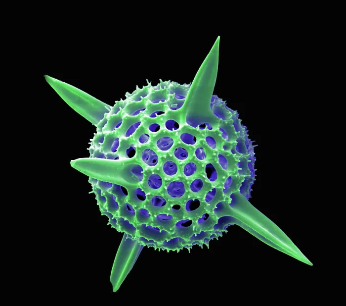 Framed Print : Radiolarian, scanning electron micrograph Framed Print : Radiolarian, scanning electron micrograph
