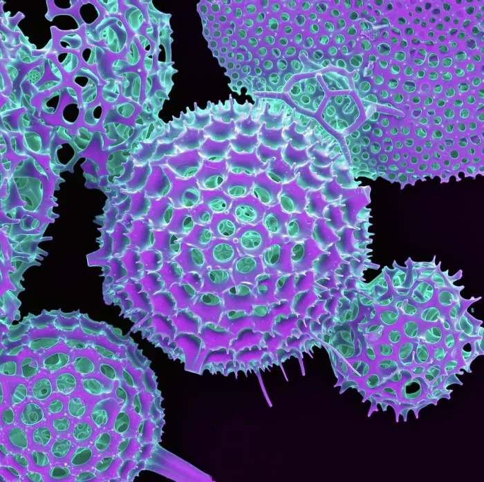 Framed Print : Radiolarian, scanning electron micrograph
