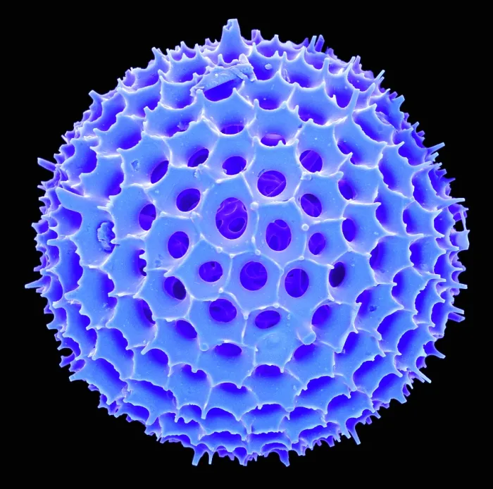 Framed Print : Radiolarian, scanning electron micrograph Framed Print : Radiolarian, scanning electron micrograph