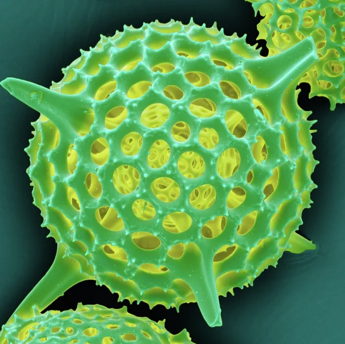 Framed Print : Radiolarian, scanning electron micrograph